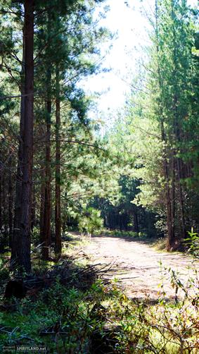 Pine Forest, Harvey, WA. 